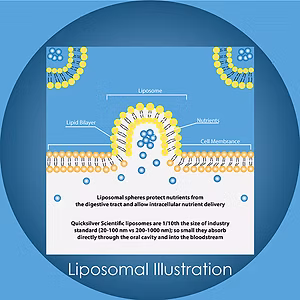 Pamphlet Design 3
